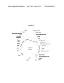 EXPRESSION OF SECRETORY IgA ANTIBODIES IN DUCKWEED diagram and image