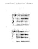 EXPRESSION OF SECRETORY IgA ANTIBODIES IN DUCKWEED diagram and image