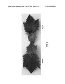 Dwarf grapevine VDG001 diagram and image