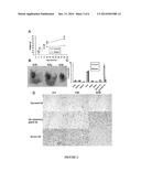 MEX3C REGULATION AND TARGET TO CONTROL OBESITY AND DIABETES diagram and image