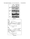 MEX3C REGULATION AND TARGET TO CONTROL OBESITY AND DIABETES diagram and image