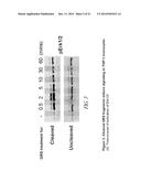 COMPOSITIONS AND METHODS COMPRISING GLYCYL-TRNA SYNTHETASES HAVING     NON-CANONICAL BIOLOGICAL ACTIVITIES diagram and image