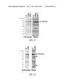 COMPOSITIONS AND METHODS COMPRISING GLYCYL-TRNA SYNTHETASES HAVING     NON-CANONICAL BIOLOGICAL ACTIVITIES diagram and image