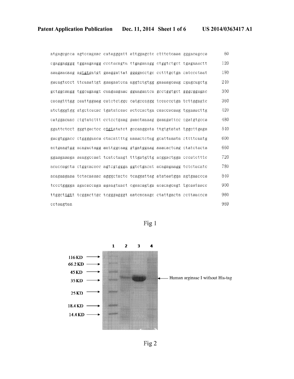 Human Arginase and Pegylated Human Arginase and the UseThereof - diagram, schematic, and image 02