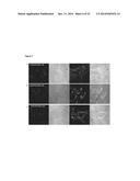 BINDING AGENTS TO INTRACELLULAR TARGET MOLECULES diagram and image