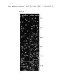 BINDING AGENTS TO INTRACELLULAR TARGET MOLECULES diagram and image