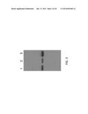 COMBINED ANTIGEN AND DNA VACCINE FOR PREVENTING AND TREATING RSV INFECTION diagram and image