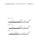 HETEROLOGOUS EXPRESSION OF NEISSERIAL PROTEINS diagram and image