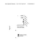 MYCOBACTERIAL VACCINE VECTORS AND METHODS OF USING THE SAME diagram and image