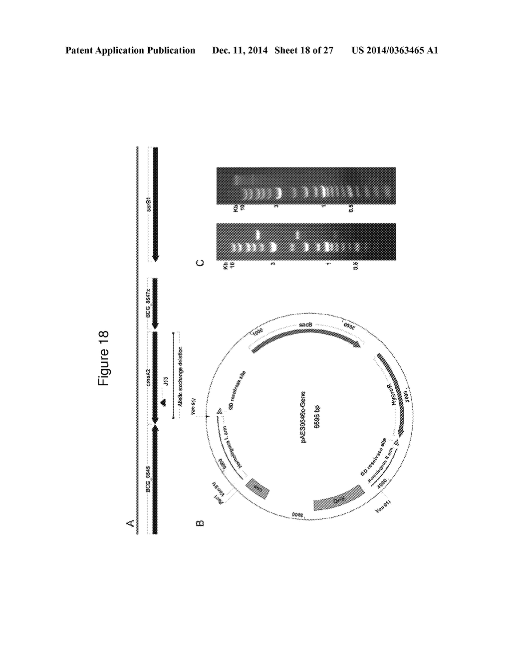 MYCOBACTERIAL VACCINE VECTORS AND METHODS OF USING THE SAME - diagram, schematic, and image 19