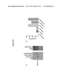 MYCOBACTERIAL VACCINE VECTORS AND METHODS OF USING THE SAME diagram and image