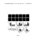 Nanocell Drug Delivery System diagram and image