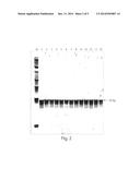 Genetic Marker for Detection of Human Papillomavirus diagram and image