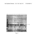 Genetic Marker for Detection of Human Papillomavirus diagram and image