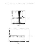 Genetic Marker for Detection of Human Papillomavirus diagram and image