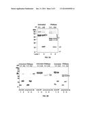 EGFR and PAR2 Regulation of Intestinal Permeability diagram and image