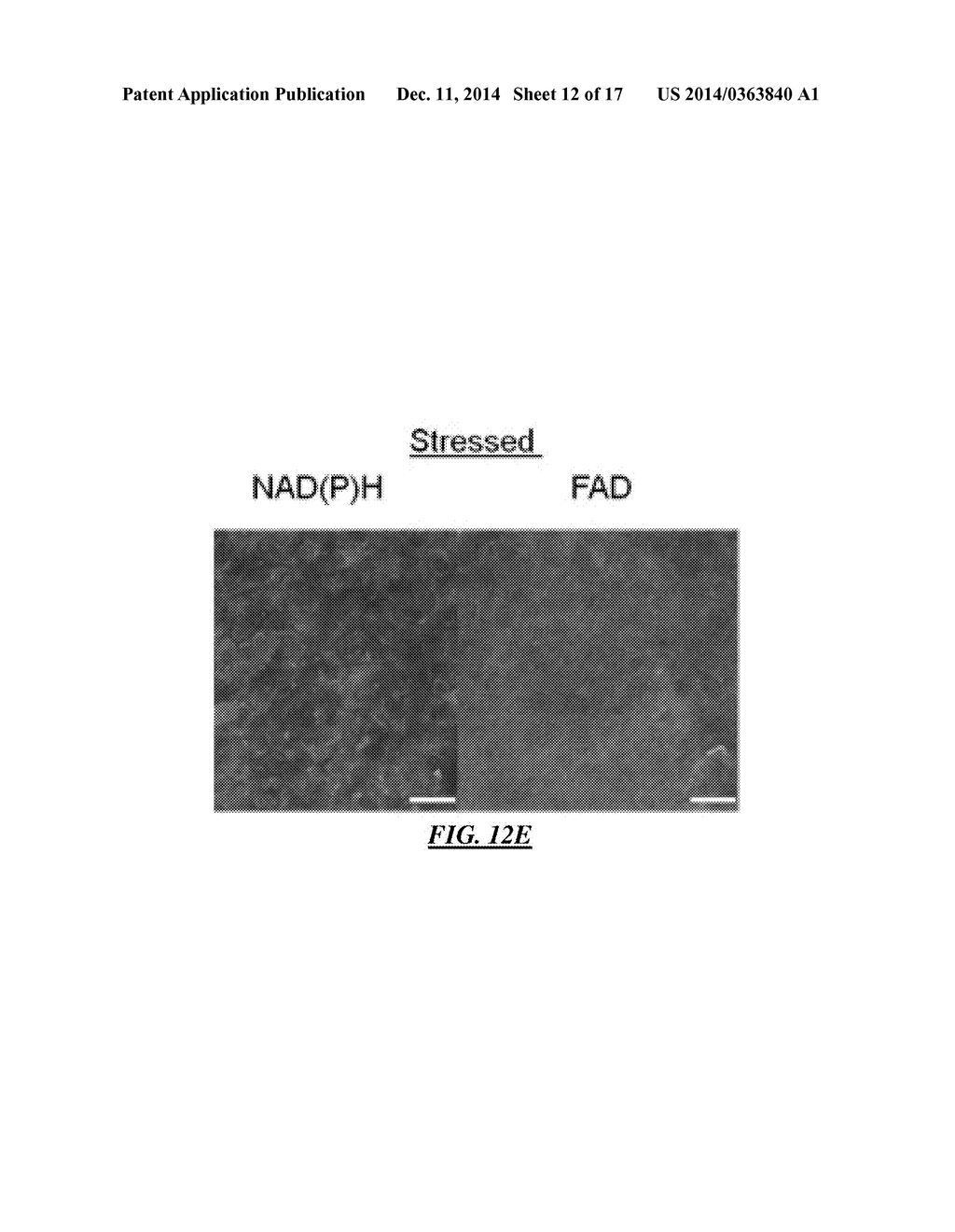 Method Of Determining The Viability Of At Least One Cell - diagram, schematic, and image 13