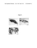 PROCESS FOR OBTAINING COPPER NANOPARTICLES FROM A FUNGUS SELECTED BETWEEN     HYPOCREA LIXII AND TRICHODERMA KONINGIOPSIS AND USE OF FUNGI SELECTED     BETWEEN HYPOCREA LIXII AND TRICHODERMA KONINGIOPSIS IN BIOREMEDIATION OF     WASTEWATER AND PRODUCTION OF COPPER NANOPARTICLES diagram and image