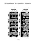 Pamoic Acid Blocks Ethylene Signaling diagram and image