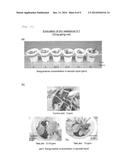 COMPOSITION FOR IMPROVING RESISTANCE TO ENVIRONMENTAL STRESS OF PLANT AND     METHOD FOR IMPROVING RESISTANCE TO ENVIRONMENTAL STRESS OF PLANT diagram and image