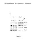 CHEMICAL INDUCERS OF NEUROGENESIS diagram and image