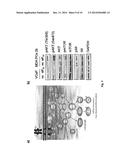 ALTERNATIVE SPLICING VARIANTS OF GENES ASSOCIATED WITH PROSTATE CANCER     RISK AND SURVIVAL diagram and image