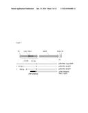 PROMOTERS, EXPRESSION CASSETTES, VECTORS, KITS, AND METHODS FOR THE     TREATMENT OF ACHROMATOPSIA  AND OTHER DISEASES diagram and image