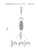 PROTEIN ENRICHED MICROVESICLES AND METHODS OF MAKING AND USING THE SAME diagram and image