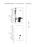 PSCA: PROSTATE STEM CELL ANTIGEN AND USES THEREOF diagram and image