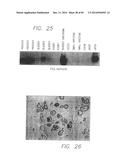 PSCA: PROSTATE STEM CELL ANTIGEN AND USES THEREOF diagram and image