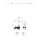 PSCA: PROSTATE STEM CELL ANTIGEN AND USES THEREOF diagram and image