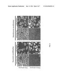 CYCLIC COMPOUND, METHOD FOR PRODUCING CYCLIC COMPOUND, AND METHOD FOR     MODIFYING BIOLOGICAL MOLECULE diagram and image