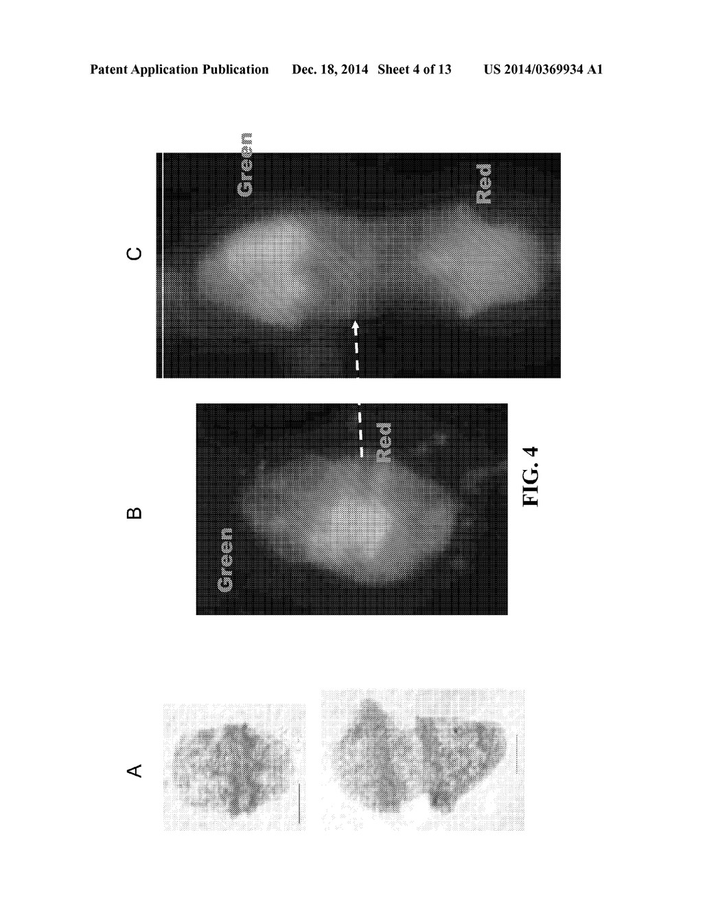 dsRNA/DNA Hybrid Genome Replication Intermediate Of Metakaryotic Stem     Cells - diagram, schematic, and image 05