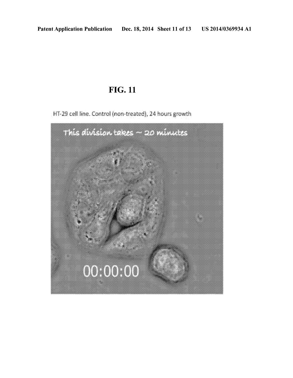 dsRNA/DNA Hybrid Genome Replication Intermediate Of Metakaryotic Stem     Cells - diagram, schematic, and image 12