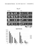 LIPOSOME COMPOSITE BODY diagram and image