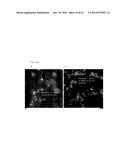 ANTIBODIES AND PHARMACEUTICAL COMPOSITIONS CONTAINING SAME USEFUL FOR     INHIBITING ACTIVITY OF METALLOPROTEINS diagram and image