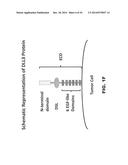 DLL3 MODULATORS AND METHODS OF USE diagram and image