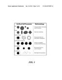 ARTIFICIAL ANTIGEN PRESENTING CELLS HAVING A DEFINED AND DYNAMIC SHAPE diagram and image