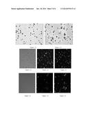 Arsenic Compound Solution and Albumin Nanoparticle and Lyophilized     Preparation Entrapping Arsenic Compound Prepared Using Same diagram and image