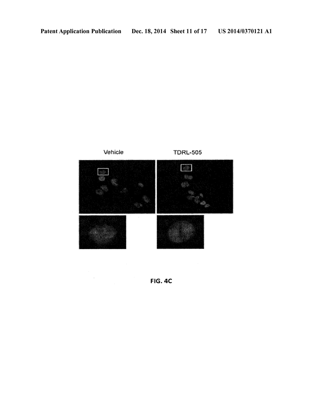 MATERIALS AND METHOD FOR INHIBITING REPLICATION PROTEIN A AND USES THEREOF - diagram, schematic, and image 12