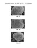 POSITIVE ELECTRODE ACTIVE MATERIAL AND SECONDARY BATTERY diagram and image