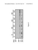 Reengineering mRNA Primary Structure for Enhanced Protein Production diagram and image