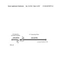 GENETICALLY ENHANCED CYANOBACTERIA FOR THE PRODUCTION OF A FIRST CHEMICAL     COMPOUND HARBOURING ZN2+, CO2+ OR NI2+ -INDUCIBLE PROMOTERS diagram and image