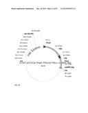 GENETICALLY ENHANCED CYANOBACTERIA FOR THE PRODUCTION OF A FIRST CHEMICAL     COMPOUND HARBOURING ZN2+, CO2+ OR NI2+ -INDUCIBLE PROMOTERS diagram and image