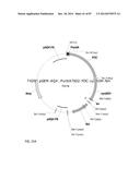 GENETICALLY ENHANCED CYANOBACTERIA FOR THE PRODUCTION OF A FIRST CHEMICAL     COMPOUND HARBOURING ZN2+, CO2+ OR NI2+ -INDUCIBLE PROMOTERS diagram and image