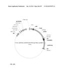 GENETICALLY ENHANCED CYANOBACTERIA FOR THE PRODUCTION OF A FIRST CHEMICAL     COMPOUND HARBOURING ZN2+, CO2+ OR NI2+ -INDUCIBLE PROMOTERS diagram and image