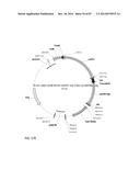 GENETICALLY ENHANCED CYANOBACTERIA FOR THE PRODUCTION OF A FIRST CHEMICAL     COMPOUND HARBOURING ZN2+, CO2+ OR NI2+ -INDUCIBLE PROMOTERS diagram and image