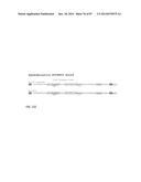 GENETICALLY ENHANCED CYANOBACTERIA FOR THE PRODUCTION OF A FIRST CHEMICAL     COMPOUND HARBOURING ZN2+, CO2+ OR NI2+ -INDUCIBLE PROMOTERS diagram and image