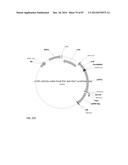 GENETICALLY ENHANCED CYANOBACTERIA FOR THE PRODUCTION OF A FIRST CHEMICAL     COMPOUND HARBOURING ZN2+, CO2+ OR NI2+ -INDUCIBLE PROMOTERS diagram and image