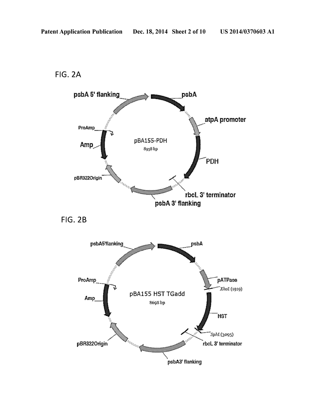 TRANSGENIC CELLS WITH INCREASED PLASTOQUINONE LEVELS AND METHODS OF USE - diagram, schematic, and image 03